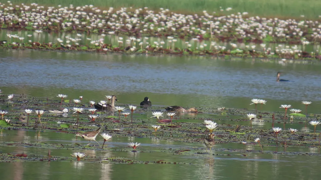 水雉(Hydrophasianus chirurgus)