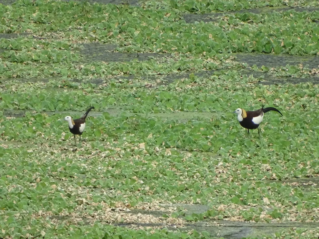 水雉(Hydrophasianus chirurgus)