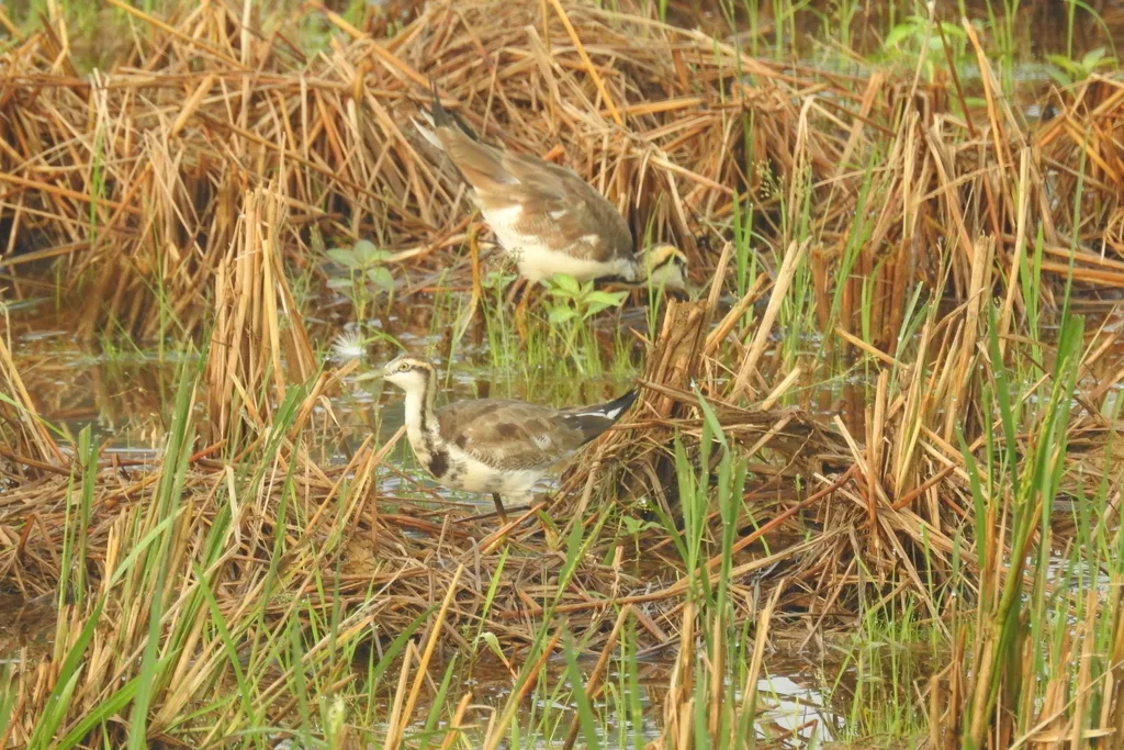 水雉(Hydrophasianus chirurgus)