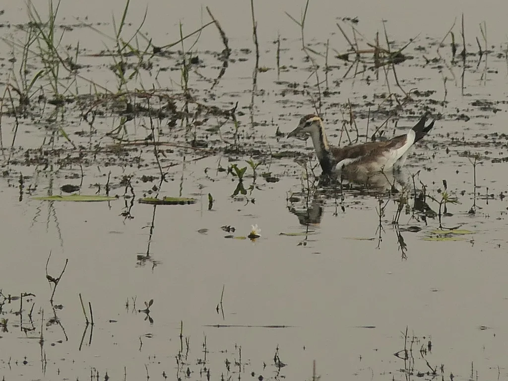 水雉(Hydrophasianus chirurgus)