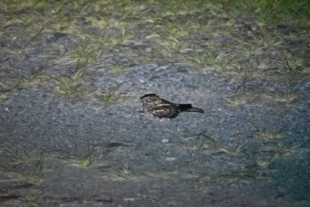 白尾夜鹰(Hydropsalis cayennensis)
