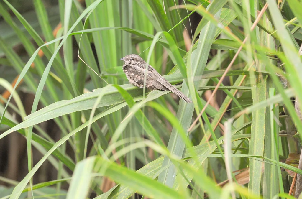 梯尾夜鹰(Hydropsalis climacocerca)