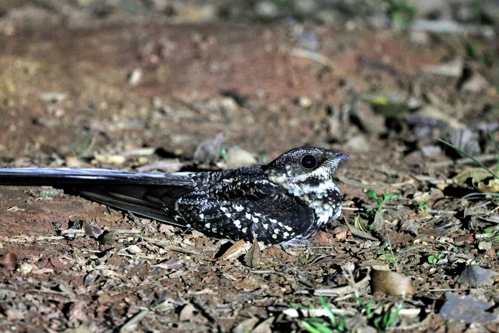 燕尾夜鹰(Hydropsalis forcipata)