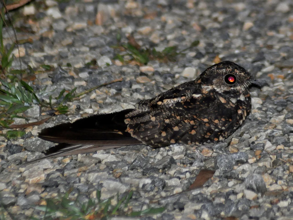 燕尾夜鹰(Hydropsalis forcipata)