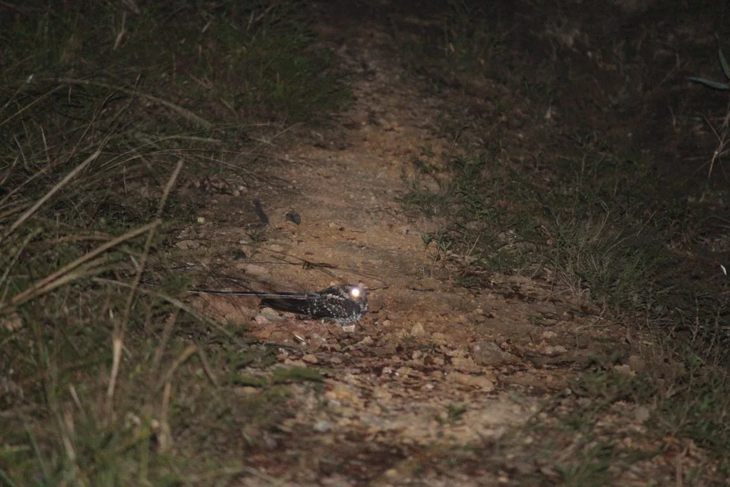 燕尾夜鹰(Hydropsalis forcipata)