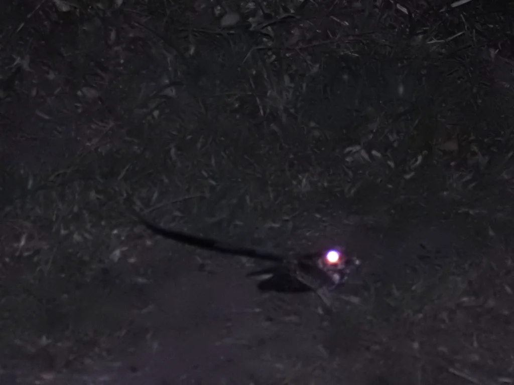 燕尾夜鹰(Hydropsalis forcipata)