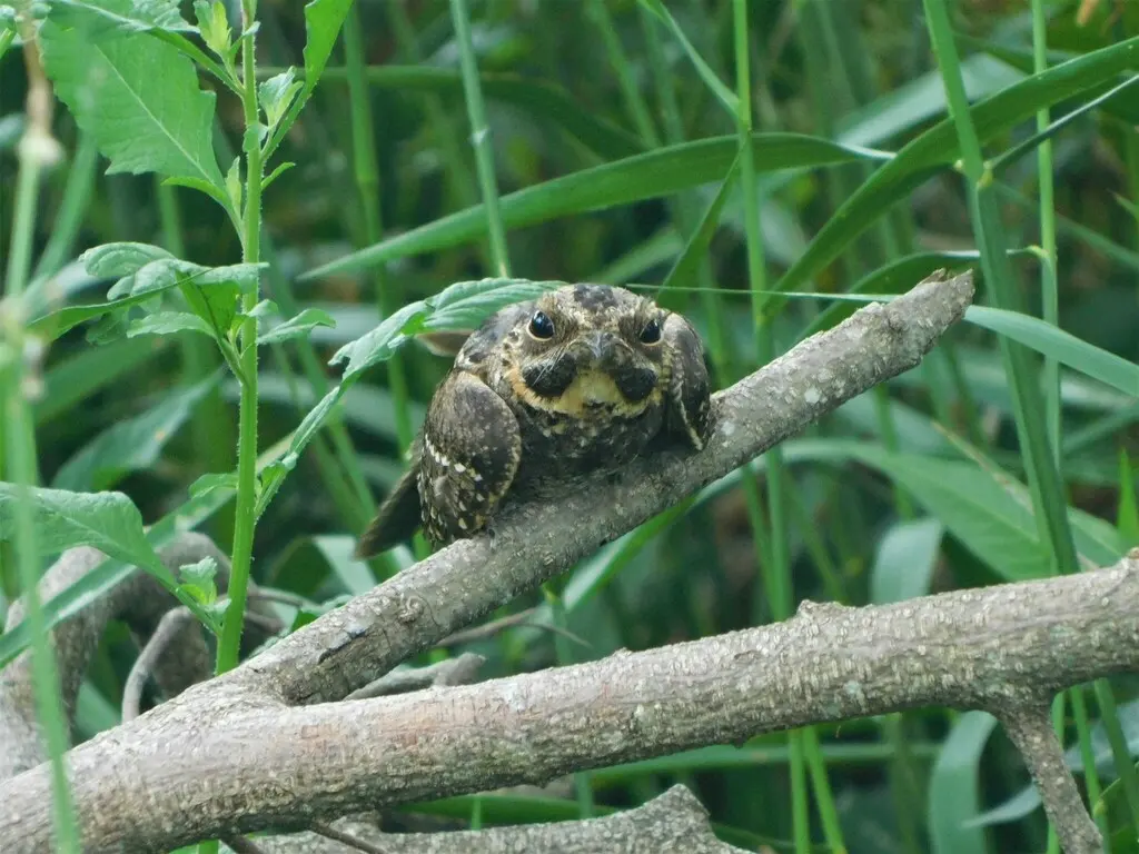 剪尾夜鹰(Hydropsalis torquata)