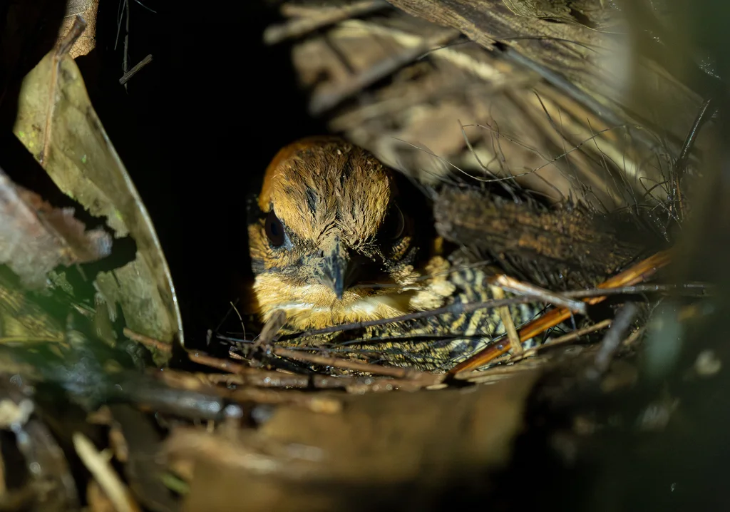 蓝尾八色鸫(Hydrornis guajanus)