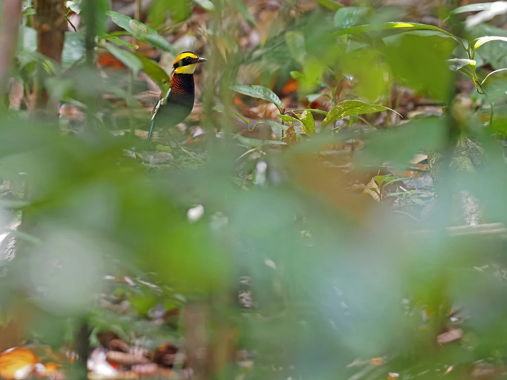 马来蓝尾八色鸫(Hydrornis irena)