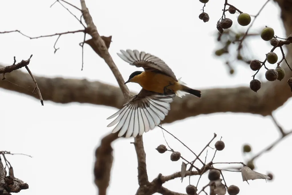 黄腹丛莺(Hyliota flavigaster)