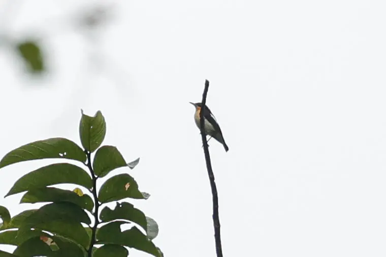 坦桑丛莺(Hyliota usambara)