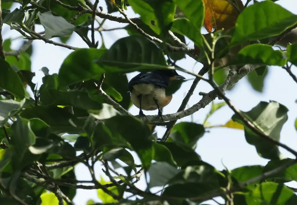 紫背丛莺(Hyliota violacea)