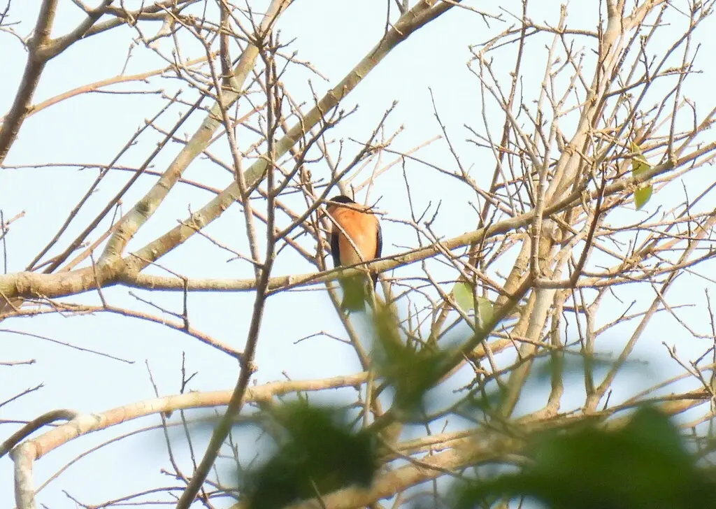 紫背丛莺(Hyliota violacea)