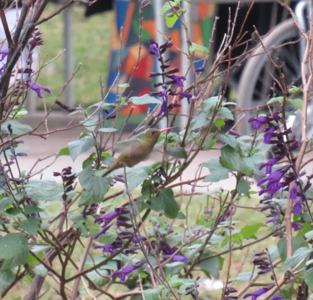 金红嘴蜂鸟(Hylocharis chrysura)