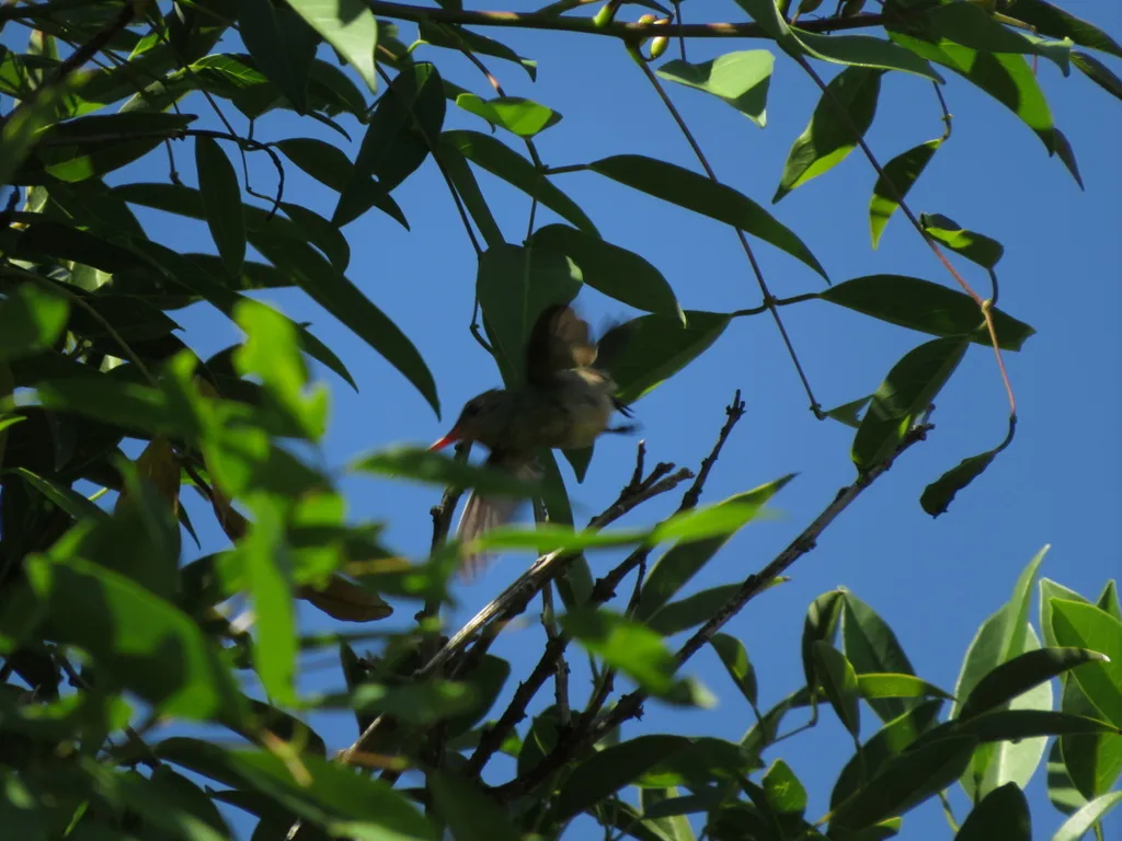 金红嘴蜂鸟(Hylocharis chrysura)