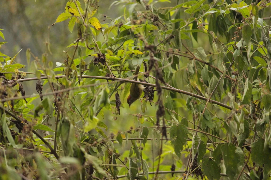 灰眼绿莺雀(Hylophilus amaurocephalus)