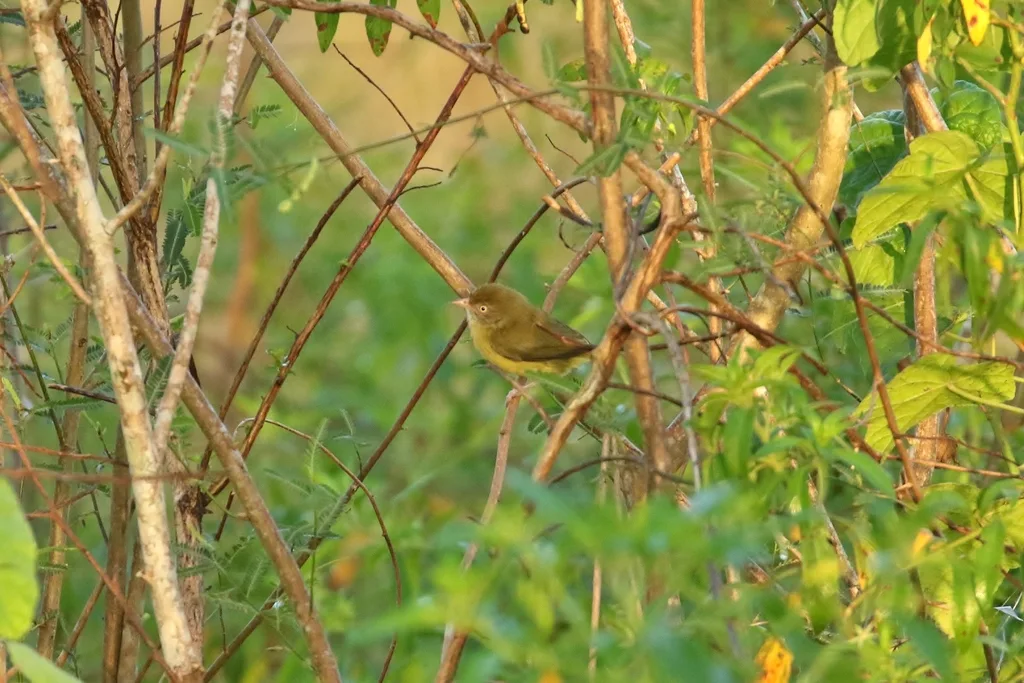 灌丛绿莺雀(Hylophilus flavipes)