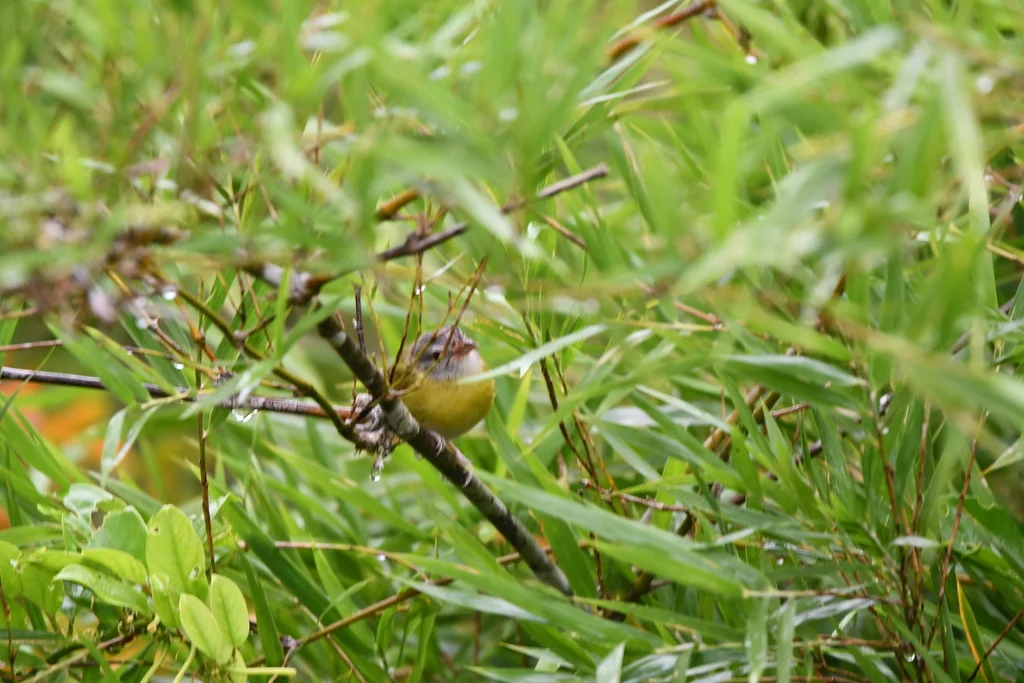 灰颈绿莺雀(Hylophilus pectoralis)