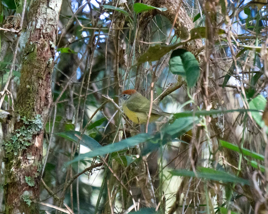 棕顶绿莺雀(Hylophilus poicilotis)