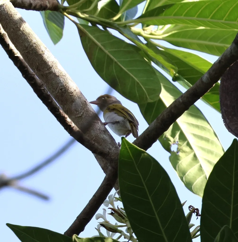 灰胸绿莺雀(Hylophilus semicinereus)