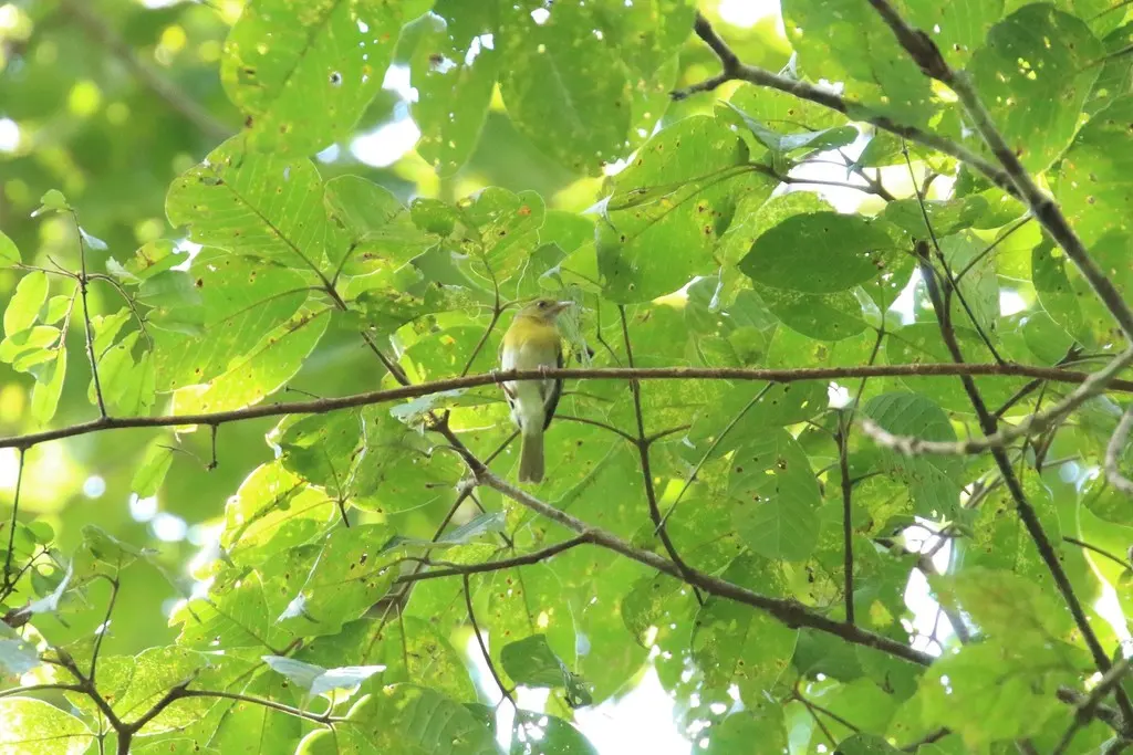 里约绿莺雀(Hylophilus thoracicus)