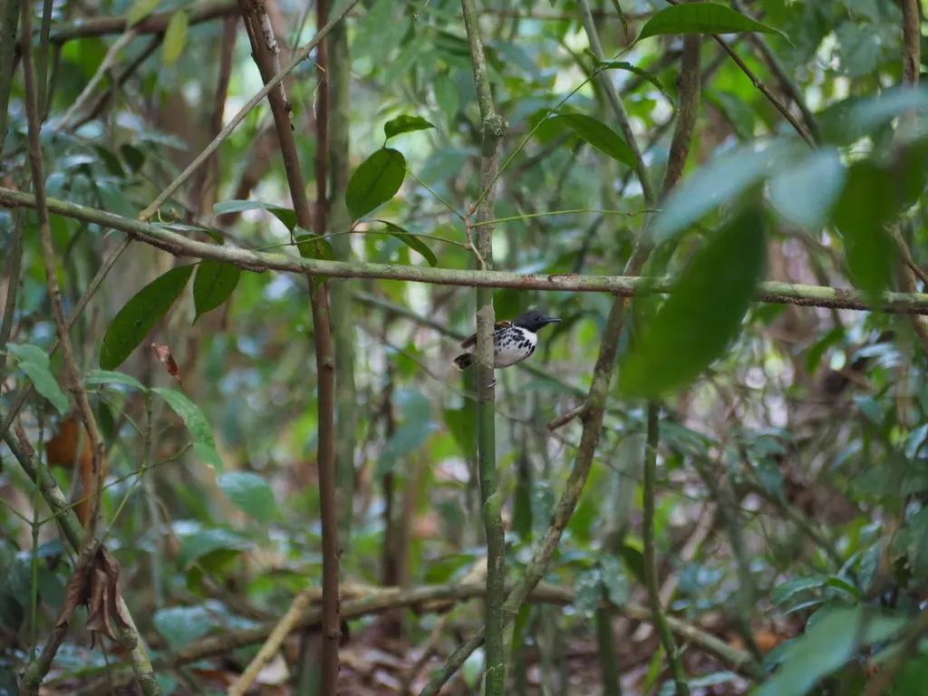 点斑蚁鸟(Hylophylax naevioides)