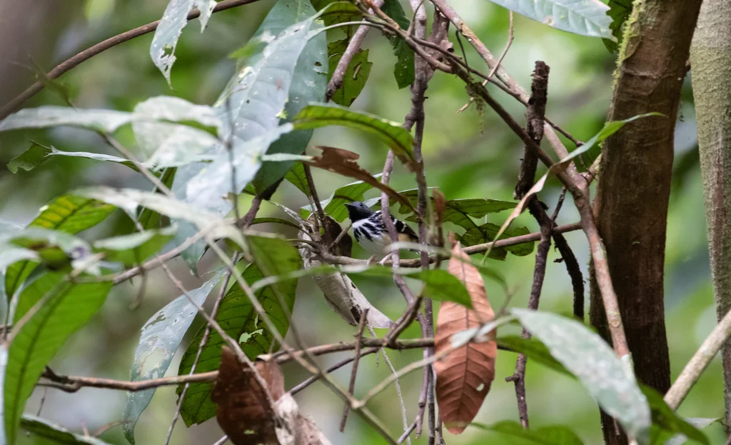 斑背蚁鸟(Hylophylax naevius)