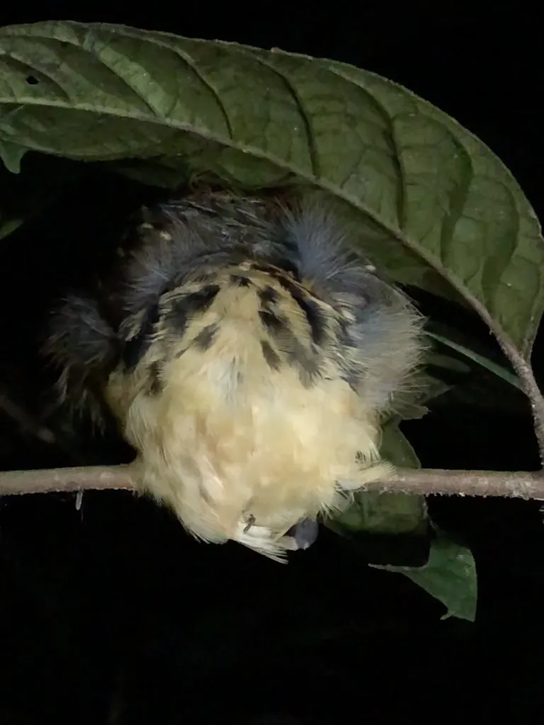 斑背蚁鸟(Hylophylax naevius)