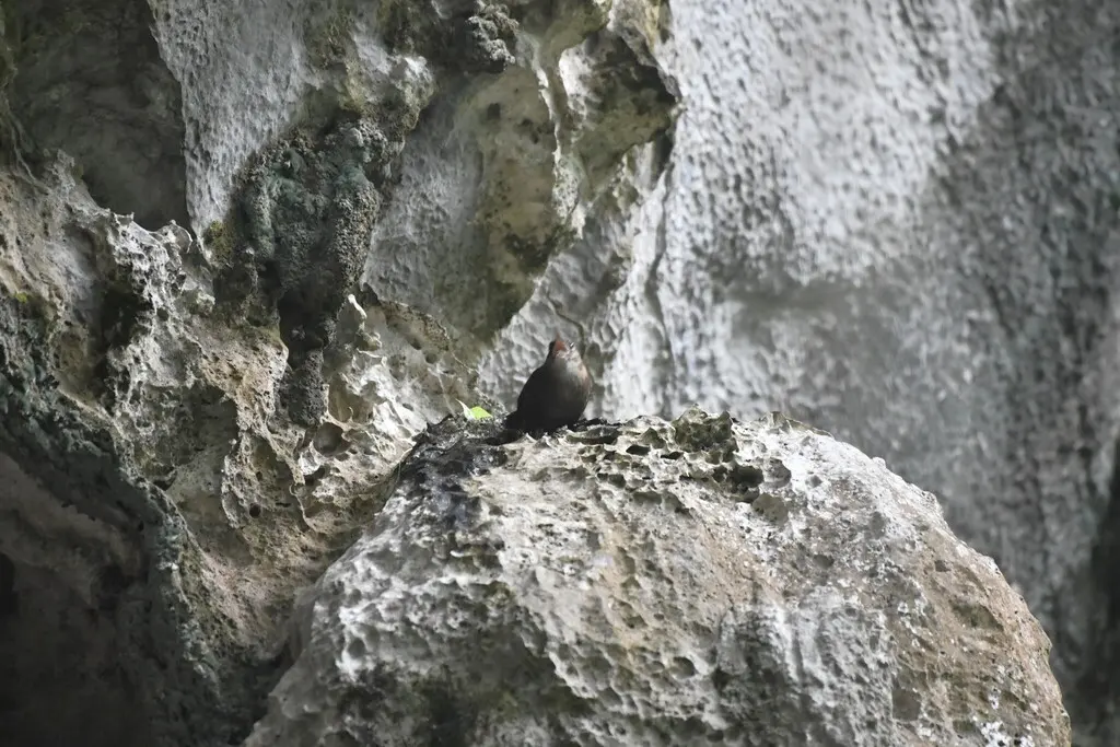 内氏鹪鹩(Hylorchilus navai)
