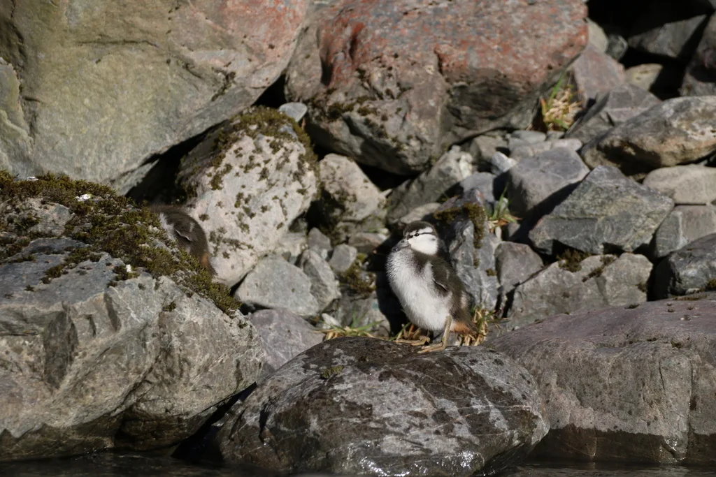 山鸭(Hymenolaimus malacorhynchos)