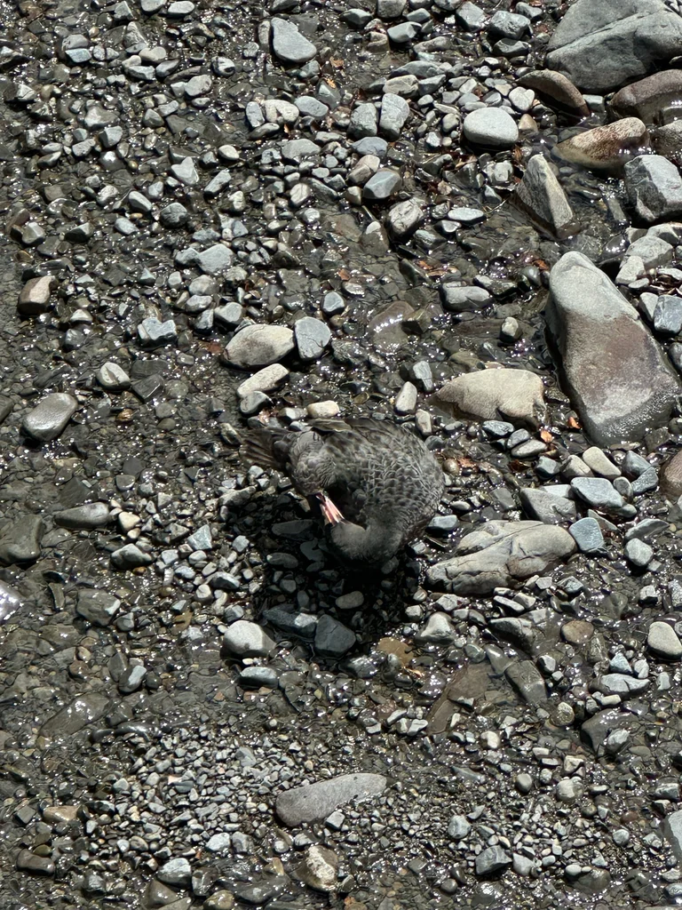 山鸭(Hymenolaimus malacorhynchos)