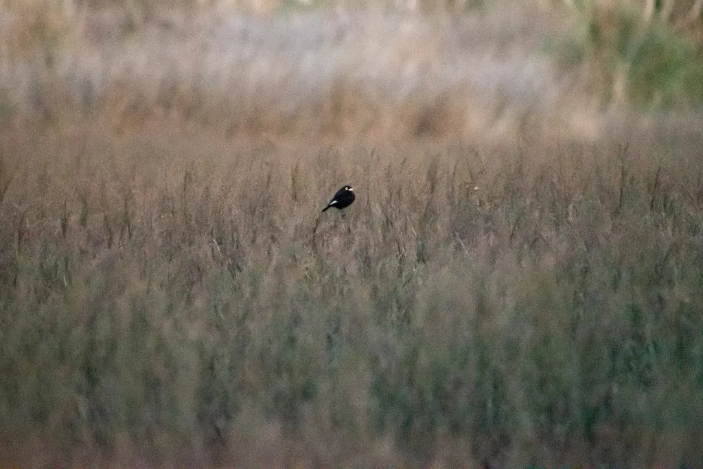 斑眼霸鹟(Hymenops perspicillatus)