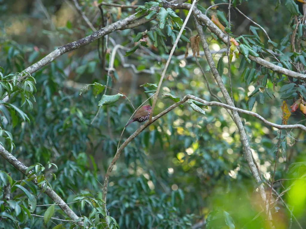 玫胸斑雀(Hypargos margaritatus)