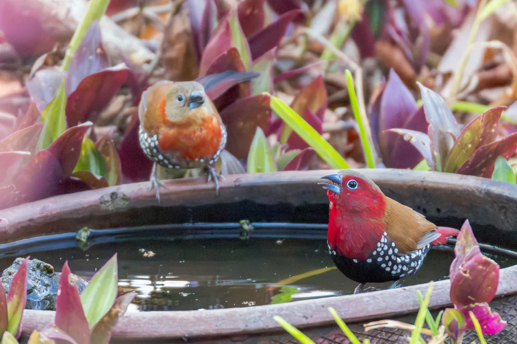 朱胸斑雀(Hypargos niveoguttatus)