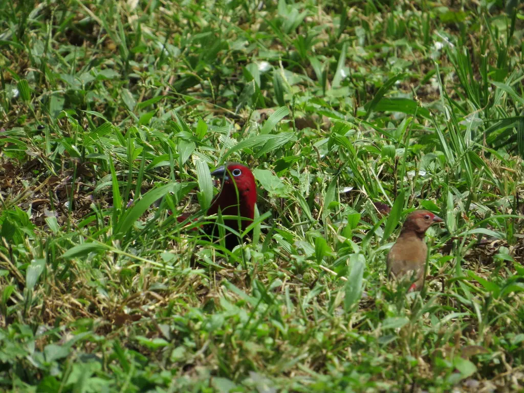 朱胸斑雀(Hypargos niveoguttatus)