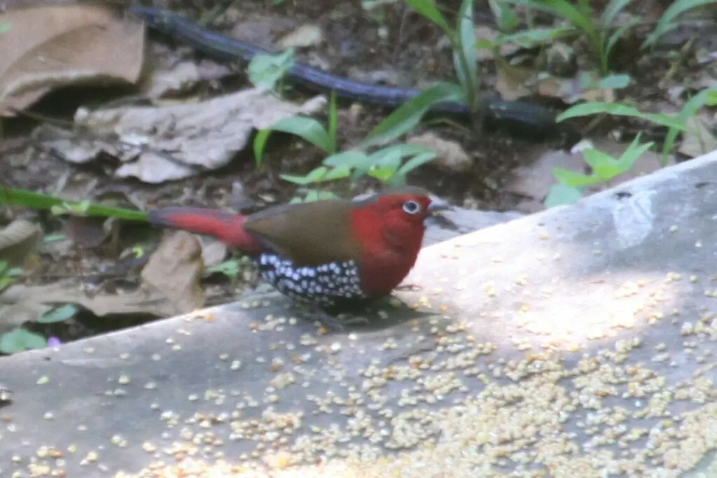 朱胸斑雀(Hypargos niveoguttatus)