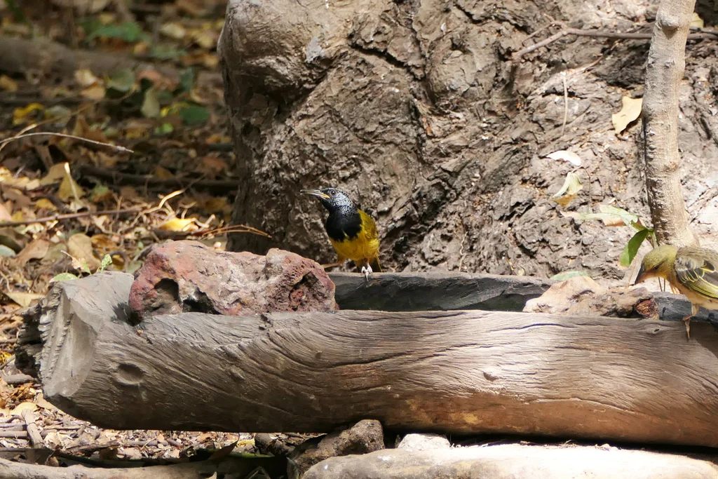 鹂莺(Hypergerus atriceps)