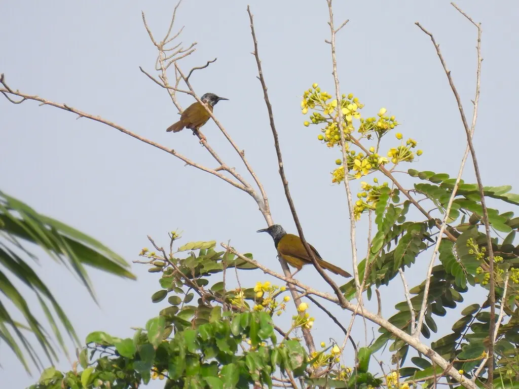 鹂莺(Hypergerus atriceps)