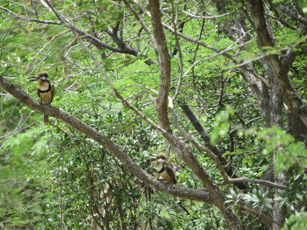 黄喉蓬头䴕(Hypnelus ruficollis)