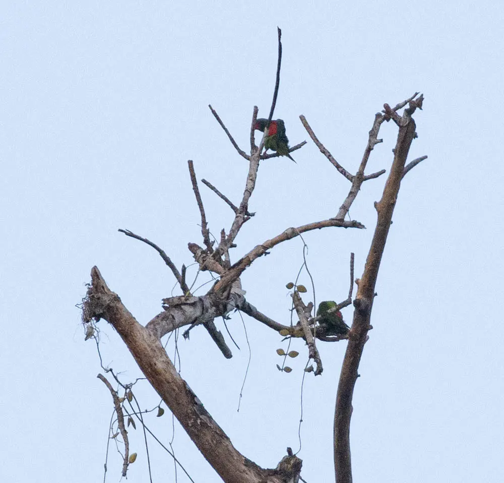 蓝脸鹦鹉(Hypocharmosyna placentis)