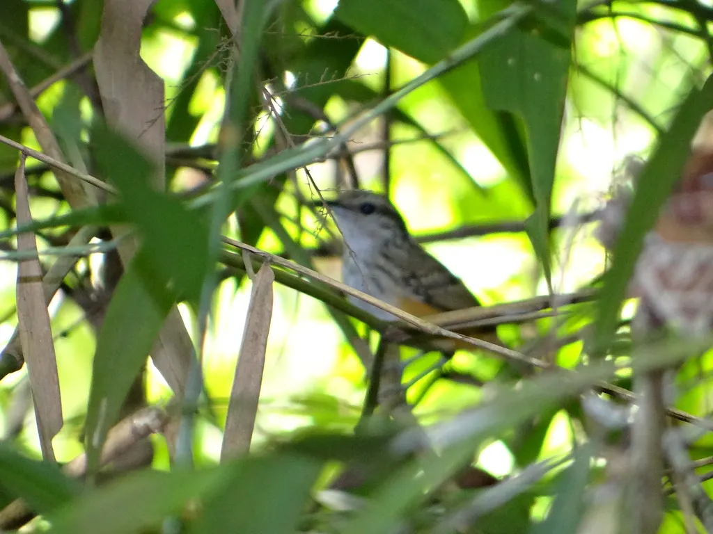 秘鲁歌蚁鸟(Hypocnemis peruviana)