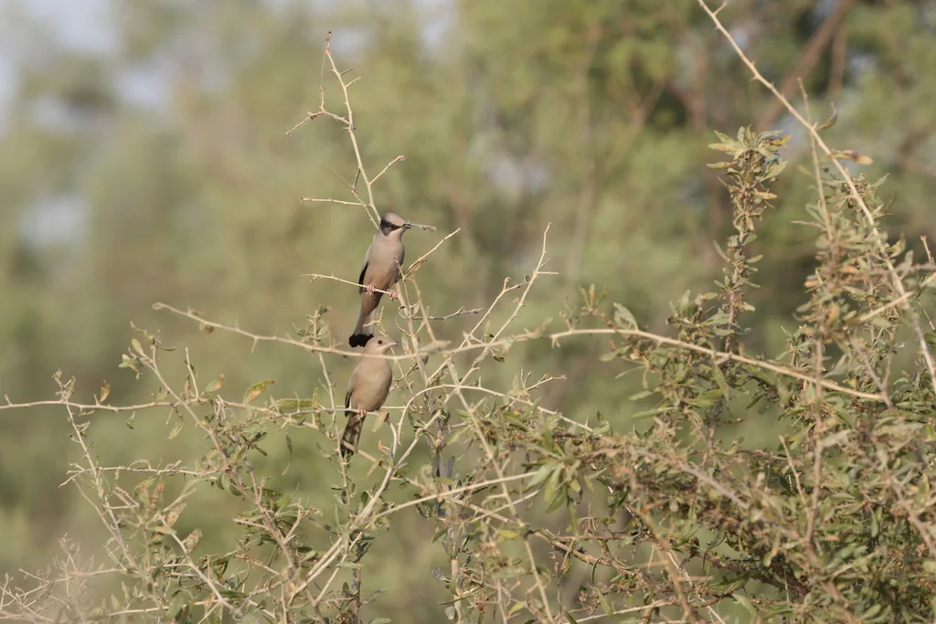 灰连雀(Hypocolius ampelinus)