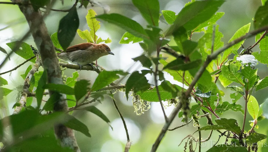 桂红绣眼雀(Hypocryptadius cinnamomeus)