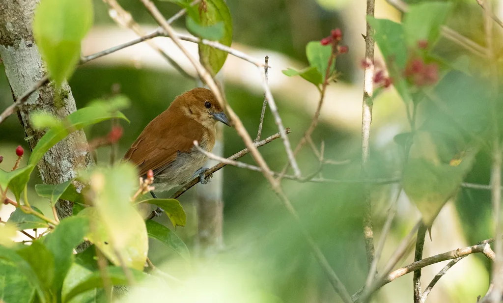 桂红绣眼雀(Hypocryptadius cinnamomeus)