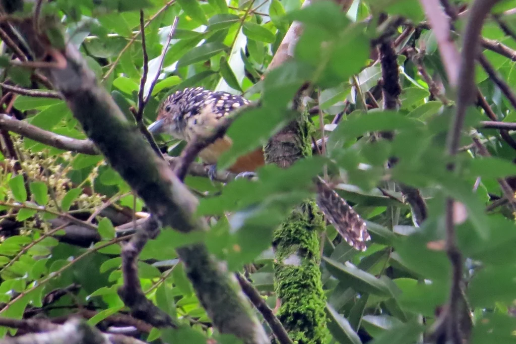 斑背蚁鵙(Hypoedaleus guttatus)