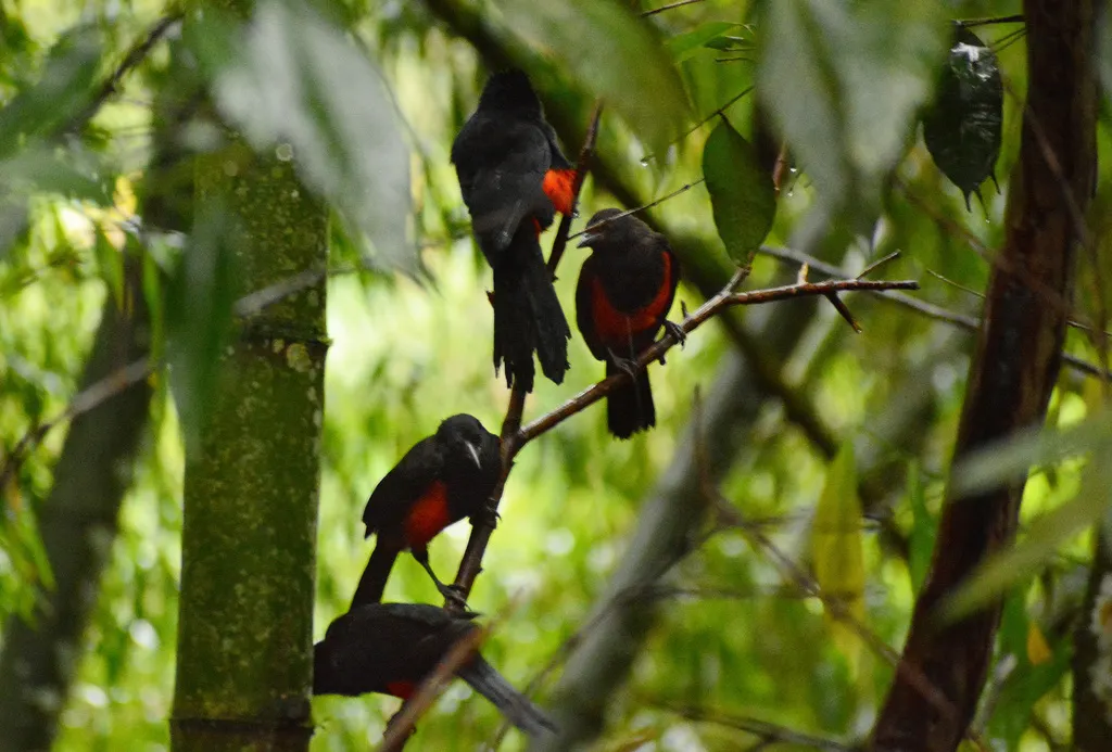 红腹拟鹩哥(Hypopyrrhus pyrohypogaster)