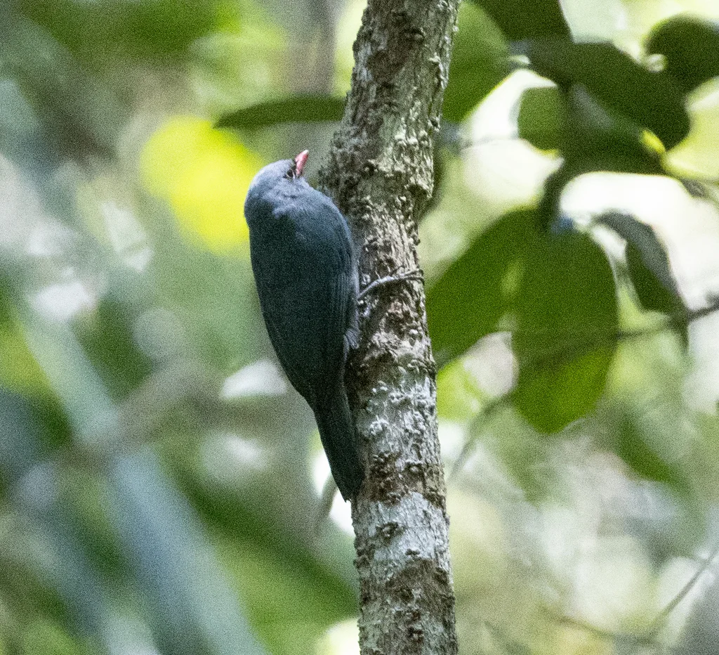 红嘴钩嘴鵙(Hypositta corallirostris)