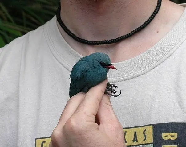 红嘴钩嘴鵙(Hypositta corallirostris)