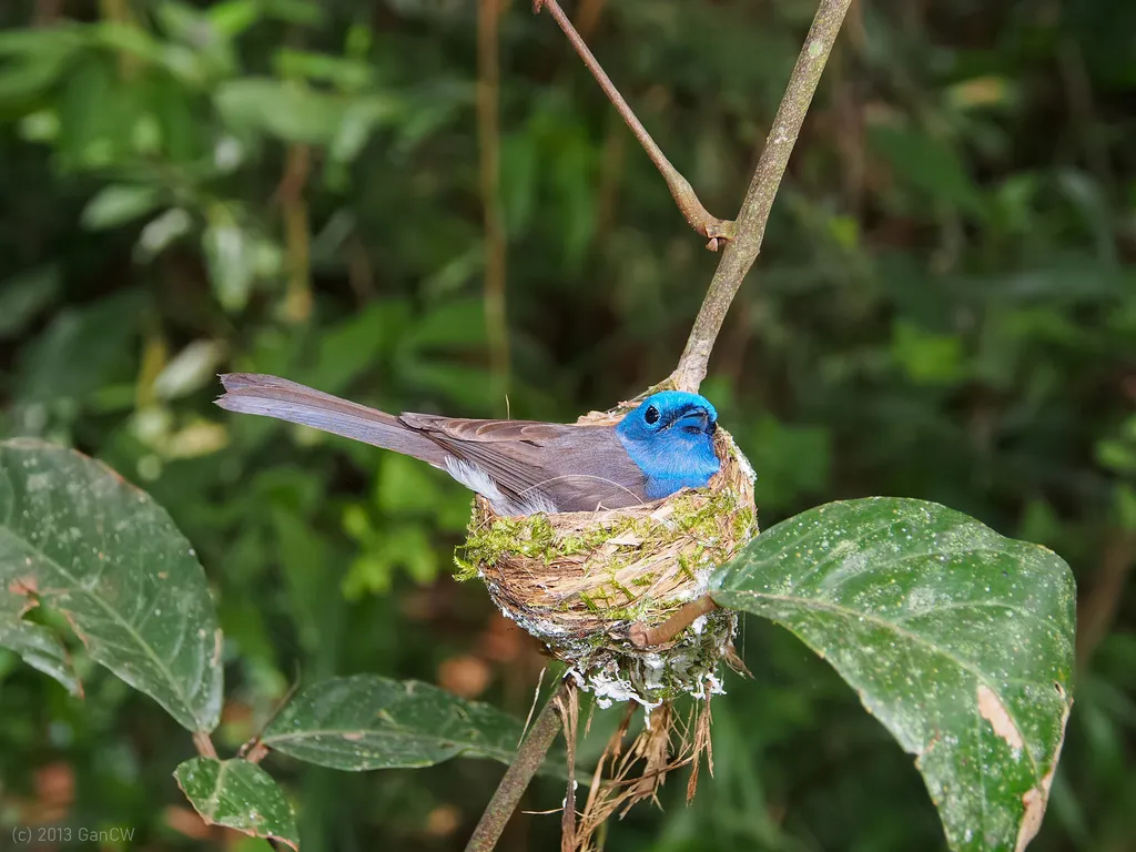 黑枕王鹟(Hypothymis azurea)