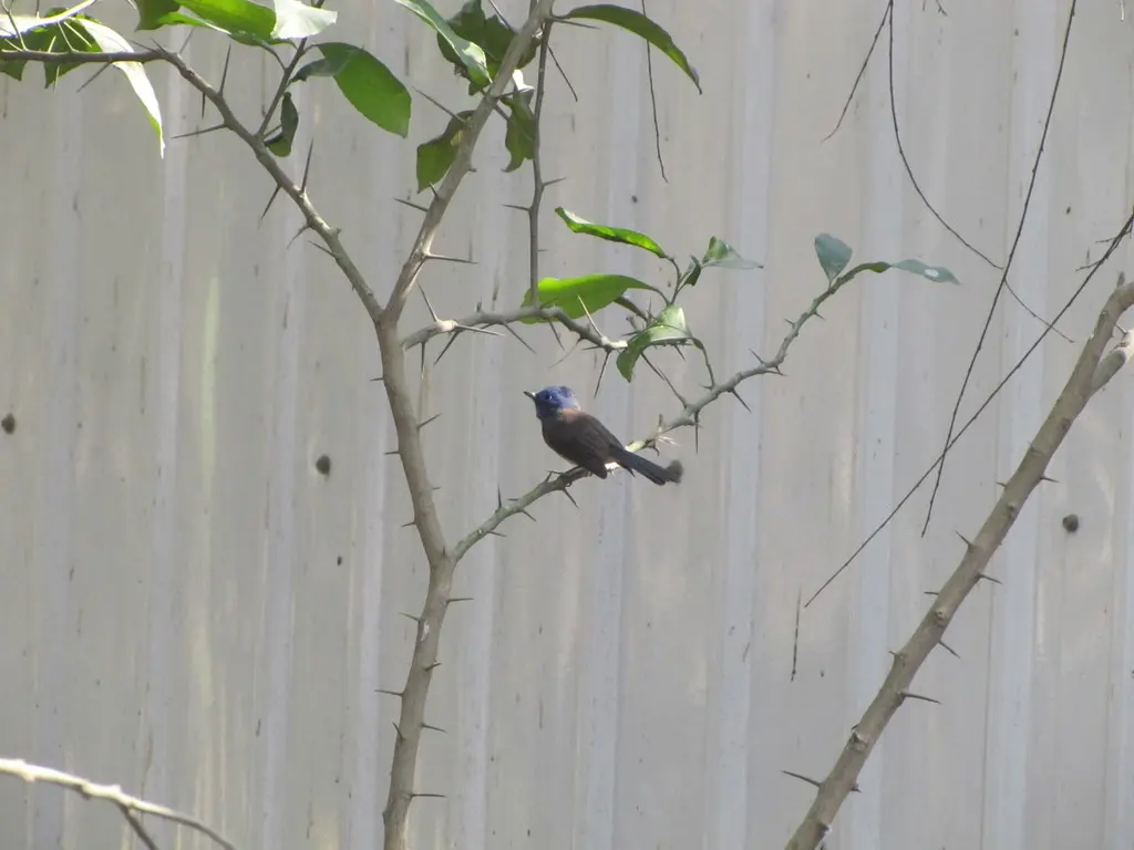黑枕王鹟(Hypothymis azurea)